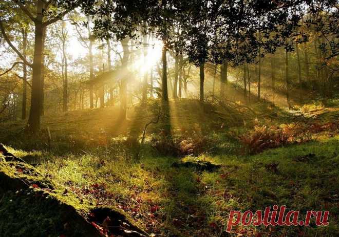 Родина чеширского кота - Путешествуем вместе