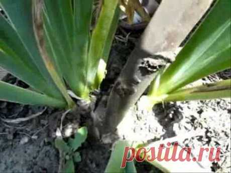 Бактериальная гниль ирисов