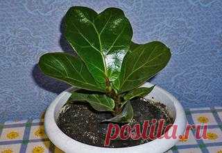 Нефролепис уход в домашних условиях