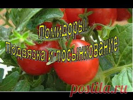 ПОМИДОРЫ. Подвязка и пасынкование. Наш опыт - YouTube