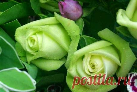 Зеленые розы