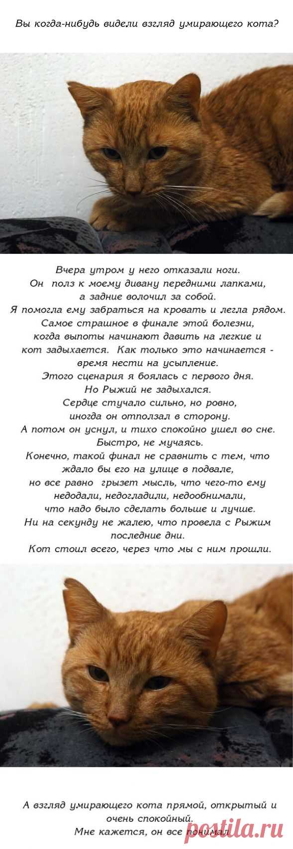 История одного доброго кота | Уши, лапы, хвост