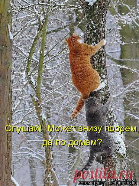 kotomatritsa_5.jpg (Изображение JPEG, 479 × 640 пикселов)