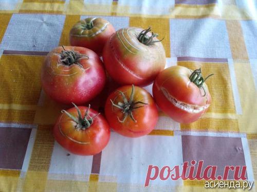 Лопаются помидоры...: Группа Практикум садовода и огородника