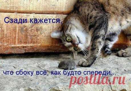 Вид сбоку (котоматрица) | Обхохочешься