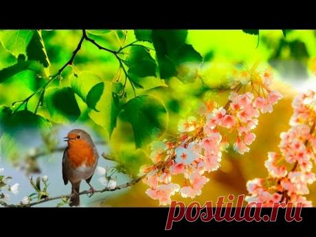 Звуки леса, Соловей, речка, первые цветы, Весенний лес 2017