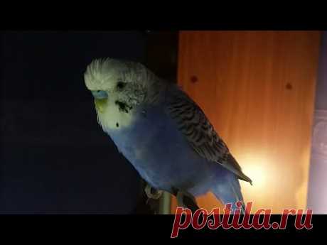 194 #Вышивальная неделя/Влог/Гаврик хулиган/Мои продвижения/Октябрь