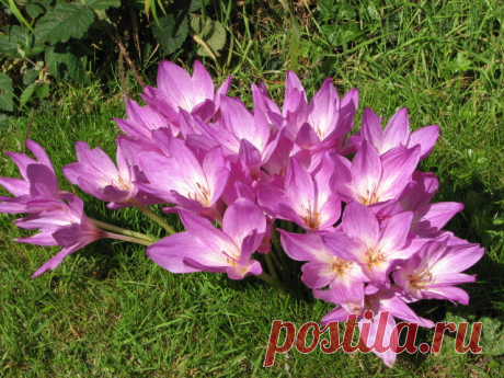 Оптимисты-безвременники, которые раскрасят ваш сад на пороге зимы