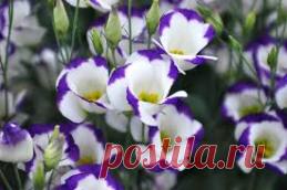 Эустома - прекрасный цветок удивит всех