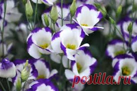 Эустома - прекрасный цветок удивит всех