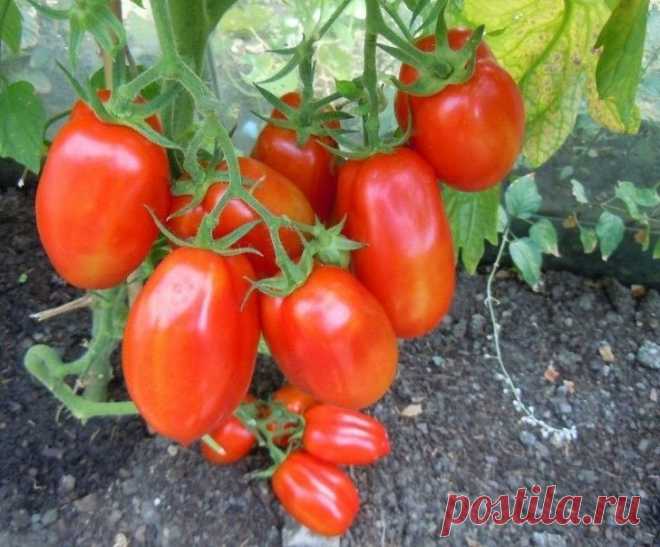 ОПРЫСКИВАЮ РАСТЕНИЯ ПОДКОРМКОЙ ИЗ ДРОЖЖЕЙ, БОЛЬШОЙ УРОЖАЙ И БЕЗ ХИМИИ! 

Опрыскиваю растения настоем из дрожжей, и мои помидоры и огурцы ничем не болеют!Делаю я свою подкормку так:• 3 л воды подогреваю до 38° С (не выше, иначе дрожжи погибнут),• растворяю в них 10 ст. ло…