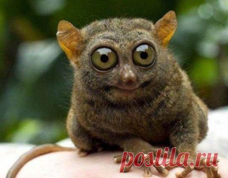 Животинки в шоке / Питомцы