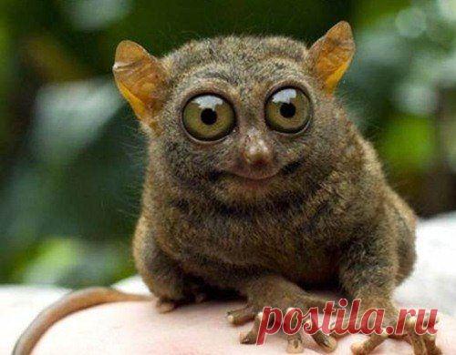 Животинки в шоке / Питомцы