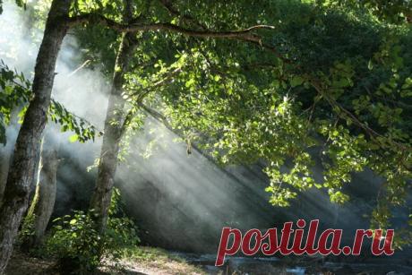 Летнее утро близ озера Рица, Абхазия. Фотограф – nas_baz: nat-geo.ru/community/user/229116 Погожего дня!