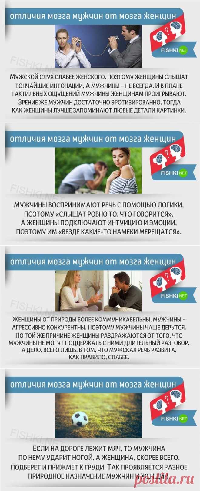 20 отличий мозга мужчин от мозга женщин