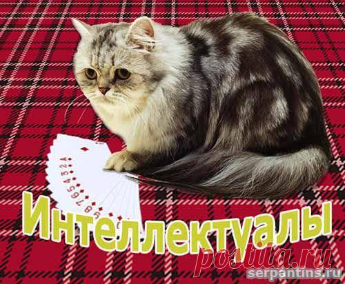 Смешные истории из жизни кошек | Серпантин