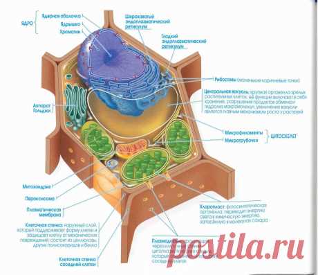 растительная клетка