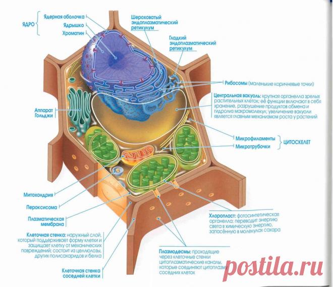 растительная клетка