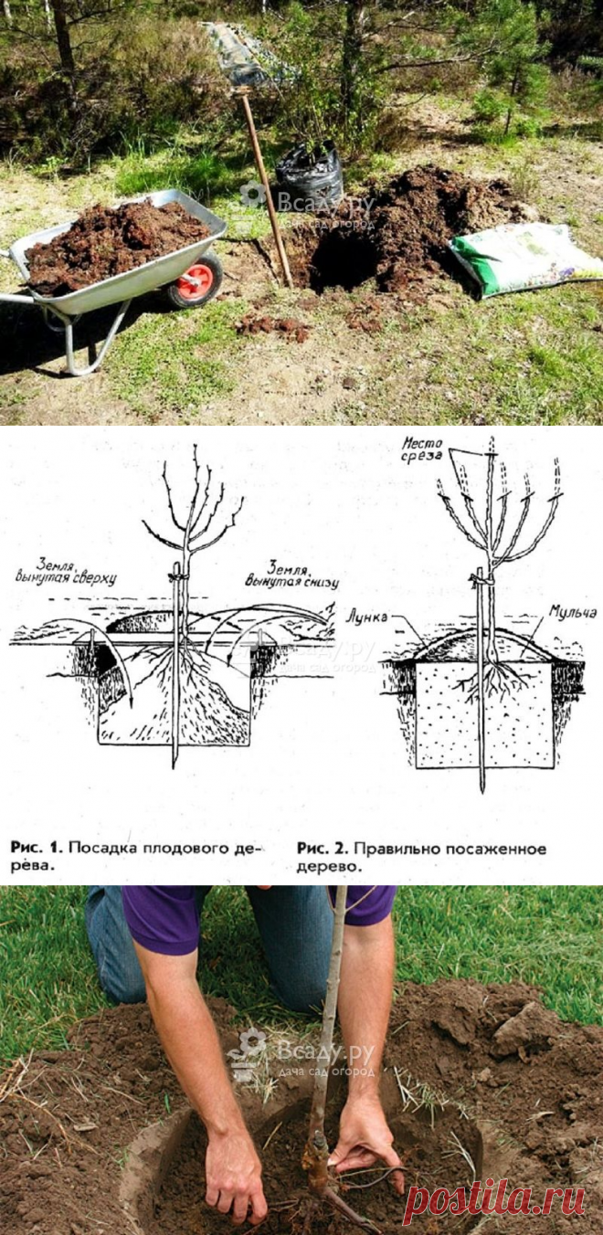 Красивый и ухоженный яблоневый сад - гордость каждого дачника. Но для того чтобы его вырастить понадобится немало труда и определенные навыки. Наш материал подскажет как правильно посадить яблоню весной, чтобы она хорошо развивалась и давала потрясающий урожай.
Как посадить яблоню весной: выбор саженцев, подготовка места посадки