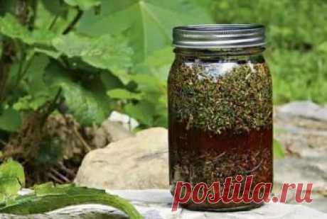 Знаменитый рецепт от паразитов и любых глистов: тройчатка Иванченко. Проверенное средство для здоровья! - CELEBNIK. RU Как избавиться от непрошеных гостей в организме? Есть хорошее лекарство на основе...