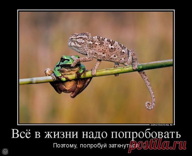 Будь реалистом!, 37 смешных фото приколов