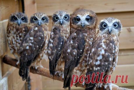 Trudie Bamford приколол(а) это к доске Beautiful Creatures