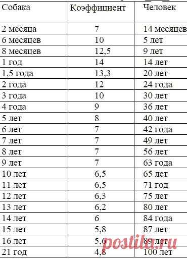 Соответствие возраста собаки и человека