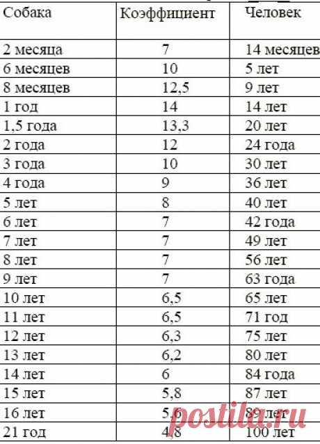 Соответствие возраста собаки и человека