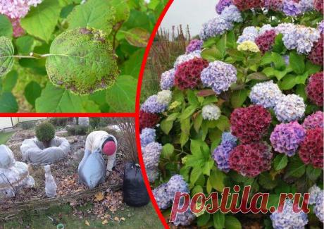 Осенний уход за гортензией — залог буйного цветения летом
Роскошные соцветия гортензии уже много десятилетий украшают отечественные сады и парки. Декоративный кустарник выглядит привлекательно на протяжении всего сезона. Чтобы растение пышно цвело каждое лето, осенью ему необходим особый уход и подготовка к зимовке. Уход за гортензией осенью. Уход за гортензией осенью. Осенняя обрезка В конце...
Читай пост далее на сайте. Жми ⏫ссылку выше