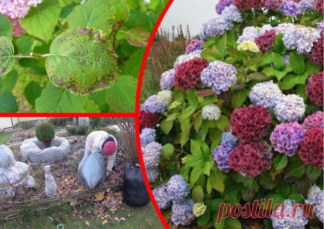 Осенний уход за гортензией — залог буйного цветения летом
Роскошные соцветия гортензии уже много десятилетий украшают отечественные сады и парки. Декоративный кустарник выглядит привлекательно на протяжении всего сезона. Чтобы растение пышно цвело каждое лето, осенью ему необходим особый уход и подготовка к зимовке. Уход за гортензией осенью. Уход за гортензией осенью. Осенняя обрезка В конце...
Читай пост далее на сайте. Жми ⏫ссылку выше
