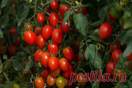 КАК ПОТОРОПИТЬ ТОМАТ, ЧТОБЫ ОН БЫСТРЕЕ ПОКРАСНЕЛ

"Плод имеет две стадии своего развития.30 дней после завязывания он растет и наливается, и 15 дней он созревает. Созревание идет постепенно. Сначала плоды из зеленых становятся более светлыми -молочная спелость, затем буреют - бланжевая спелость, при этом мякоть начинает приобретать присущую сорту окраску, и ,наконец достигают полной зрелости,когда кожица и мякоть приобретает полный цвет!!!

Все мы хорошо знаем, что помидор...