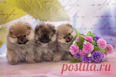 мои малыши