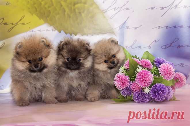 мои малыши