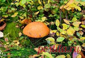 Подосиновик