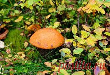 Подосиновик