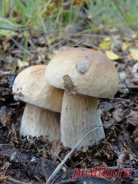 Сколько в России "царей" у грибов? Было - много, осталось четыре | Дневник грибника. | Яндекс Дзен