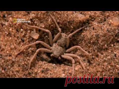 Ах Эта Дикая Природа! В Кругу Друзей — социальная сеть
