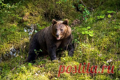Самый опасный медведь в мире покалечил трех женщин на ферме