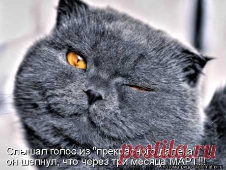Котоматрица: Свежак