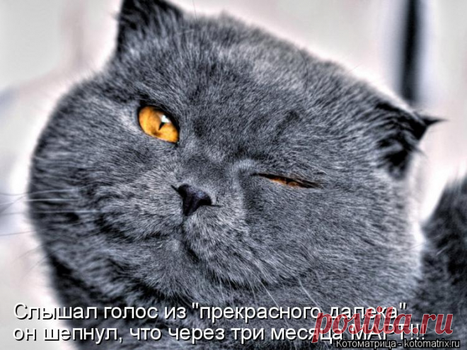 Котоматрица: Свежак