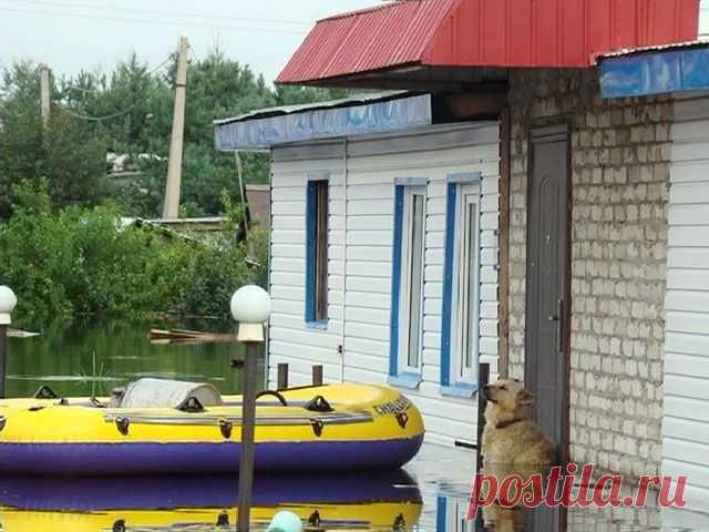 Пес Дружок целую ночь простоял по шею в воде на пороге подтопленного дома, охраняя жилище хозяев в селе Владимировка Амурской обл.