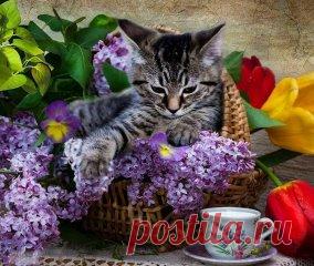 Одноклассники