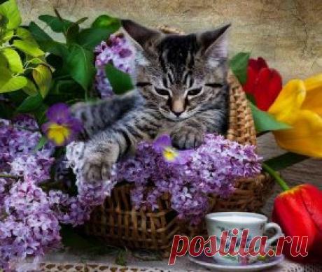 Одноклассники