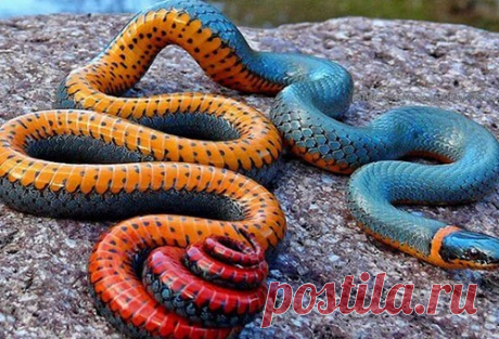 25 самых красочных и экзотичных животных в мире
