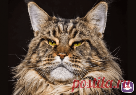 🐱Какой характер и какие заболевания присущи разным породам кошек | Нос, хвост, лапы | Яндекс Дзен