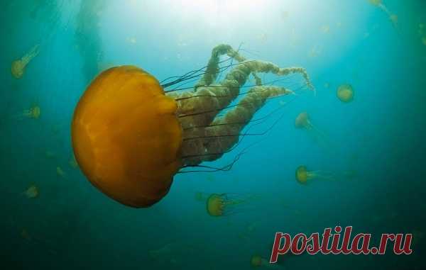 30 фото медуз — самых невероятных морских обитателей
