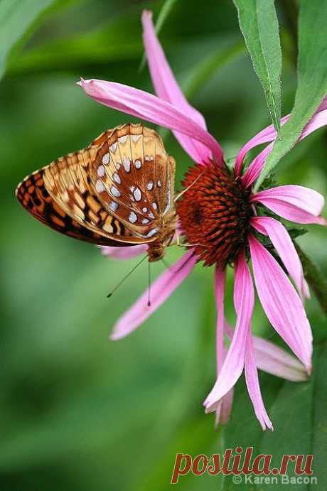 Butterfly | Butterflies