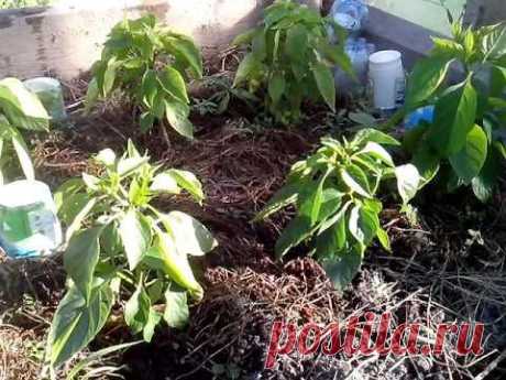 Перец в парнике