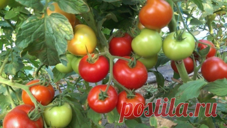 6 приемов, которые помогут увеличить урожай помидоров Приемы и хитрости, которые помогут получить богатый урожай помидоров.