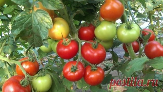 6 приемов, которые помогут увеличить урожай помидоров Приемы и хитрости, которые помогут получить богатый урожай помидоров.